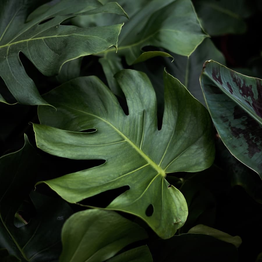 Hoja de monstera verde — la naturaleza creativa de Majiv